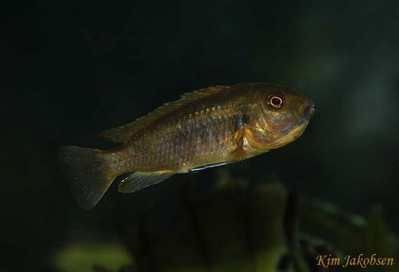Pseudotropheus sp. 'polit' Lion's Cove